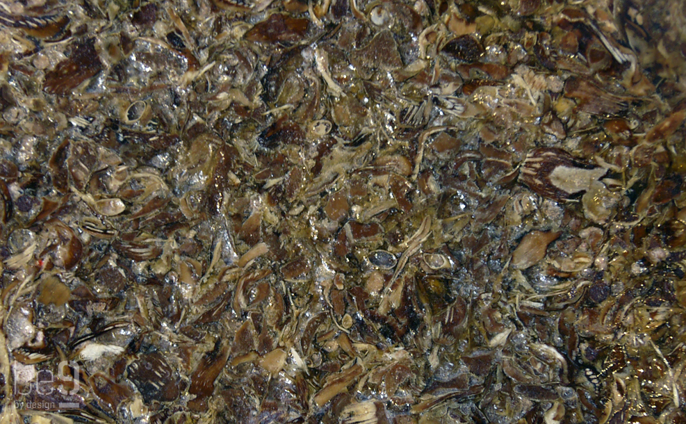 Detail of the Pinecone chips