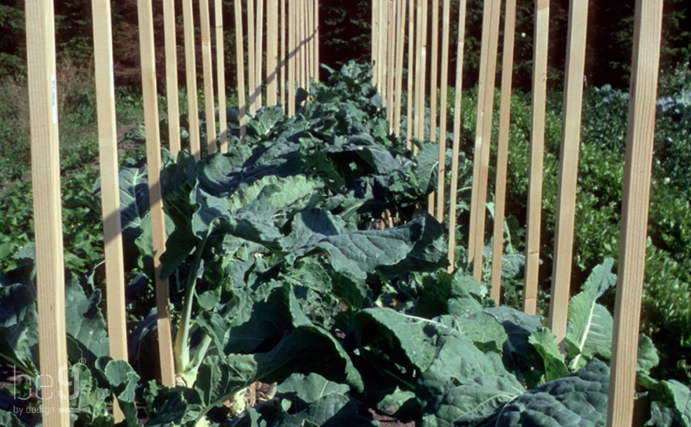 Walkingstick cabbages from top
