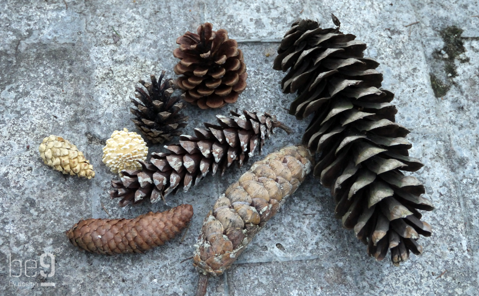 Various sorts of pinecones
